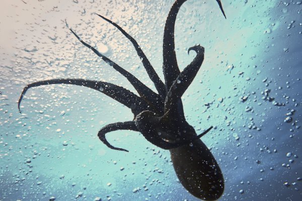 Как вывести деньги с кракена маркетплейс